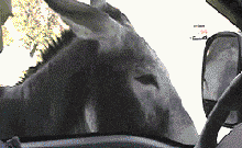 妹子, 你的汗毛也太长了吧, 也不知道遮一下, 让人看到多尴尬啊