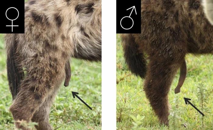 狗带tv视频播放器官网_人产生生殖细胞的器官_狗的生殖器官