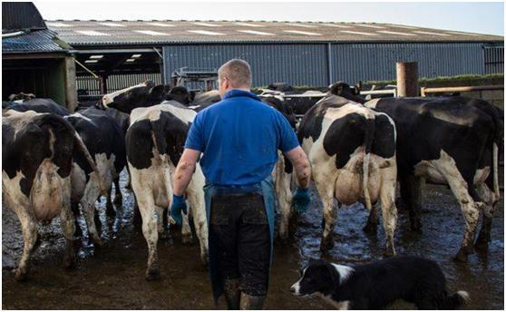 泛滥成灾! 美国牛奶和龙虾惨变垃圾, 倒贴钱也没有买家运走