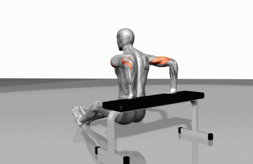 gif 平板卧推 目标肌群:胸部肌群,三角肌 gif 平凳肱三头肌训练 目标