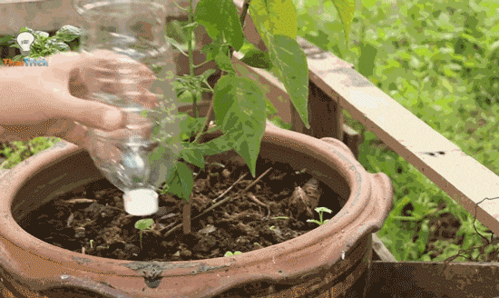 gif  灌溉喷头   在塑料瓶的底部戳两排小洞,然后瓶口插水管,用黑胶