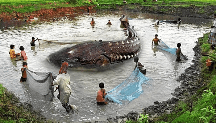 人类至今为止, 抓到世界最大的6种水生动物, 最重的达