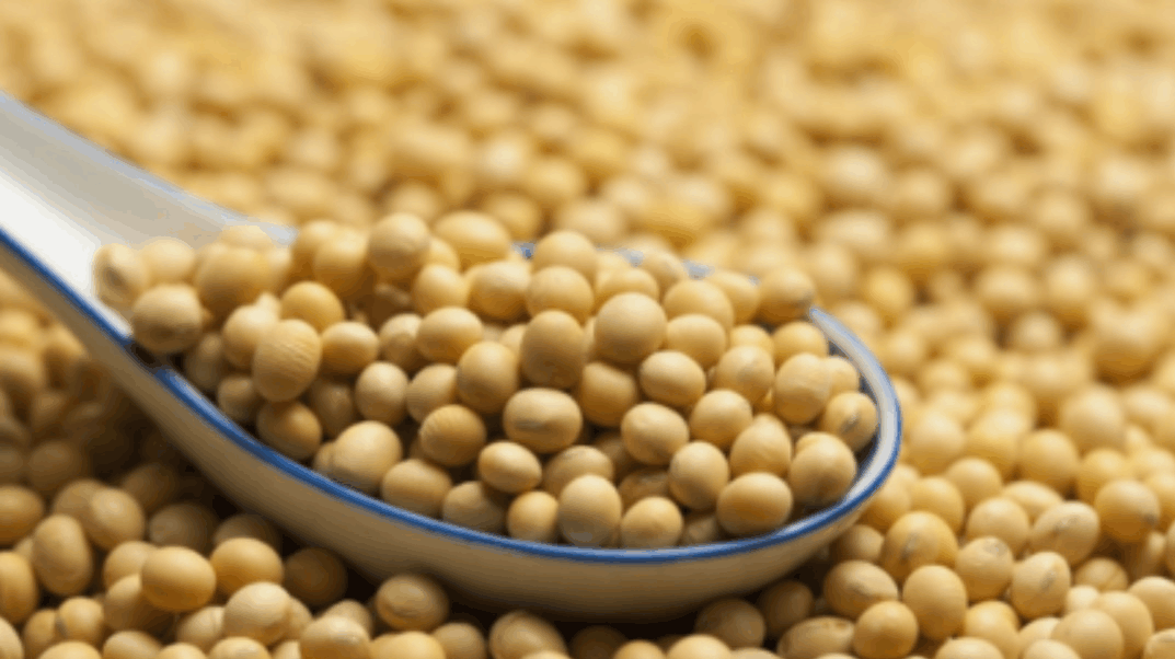 为什么美国即使亏本也要坚持向中国出口大豆? 说出来你都不敢相信