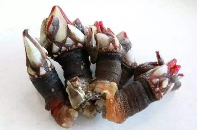 世上“最贵”的海鲜, 也被称为“来自地狱的海鲜”, 吃过的都是土豪