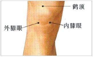 内侧称内膝眼,外侧称外膝眼,双叫犊眼,双叫犊鼻