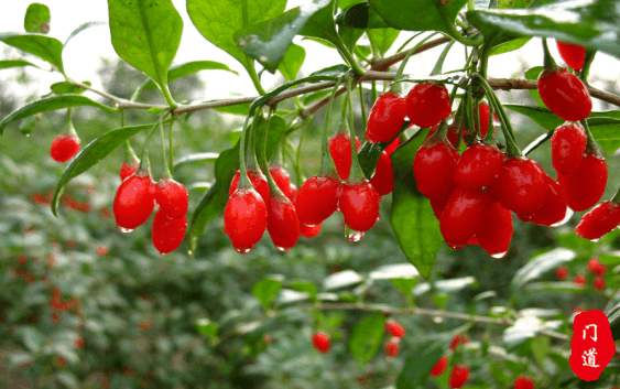 门道文化|年轻人养生,从泡好一杯枸杞水开始 门道文化|年轻人养生,从泡好一杯枸杞水开始