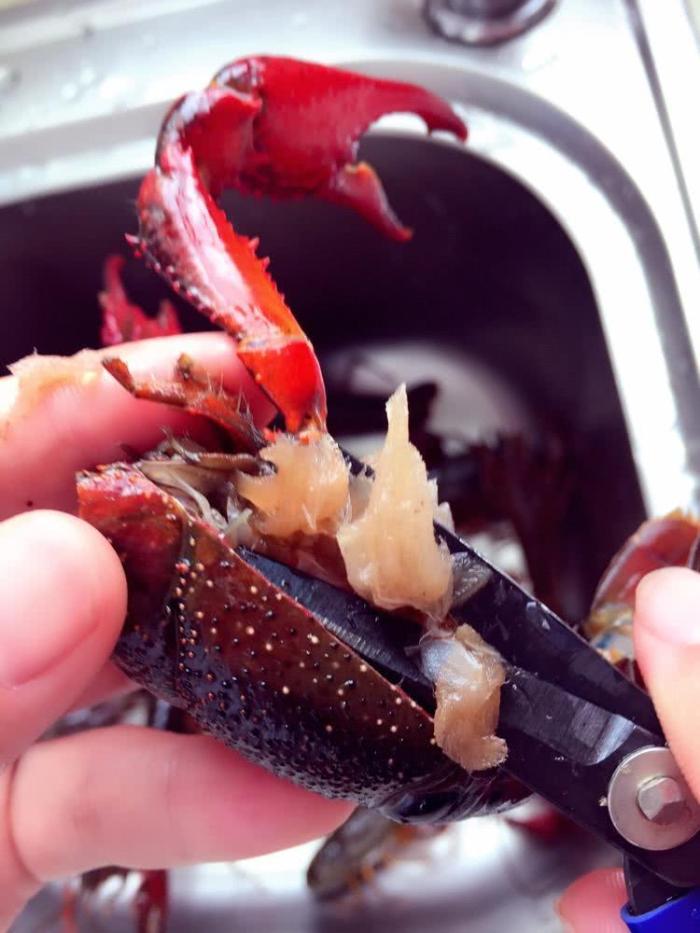 小龙虾到底有多脏! 大厨教你一招, 轻松解决寄生虫! 吃的干净又放心!