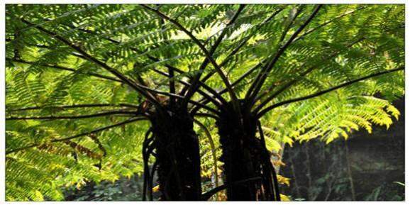 贵州赤水|与恐龙同岁的国家级生态自然保护区 贵州赤水|与恐龙同岁的国家级生态自然保护区