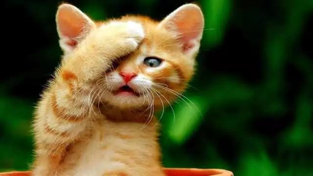 宠物咨询-给猫咪绝育到底是对猫好还是害了它?