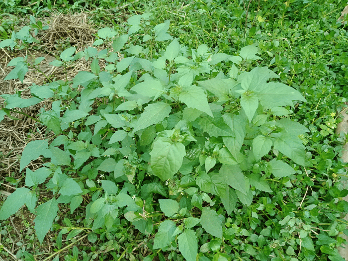 在广西被俗称为"白花菜"的小植物,是一种常见野菜,你们认识吗?