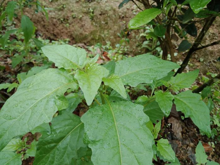 在广西被俗称为"白花菜"的小植物,是一种常见野菜,你们认识吗?