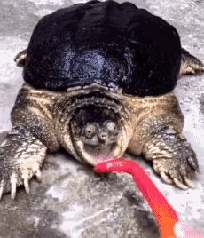 搞笑gif:理发店新来的洗头师傅,可不可爱?