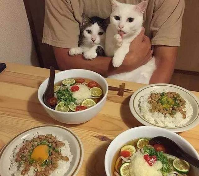 宠物与生活-养猫注意事项，猫也会学人坐着吃饭了