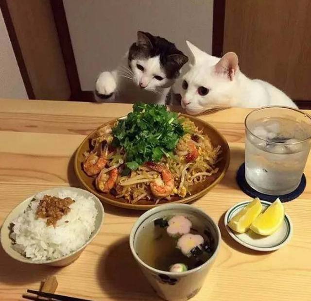 宠物与生活-养猫注意事项，猫也会学人坐着吃饭了