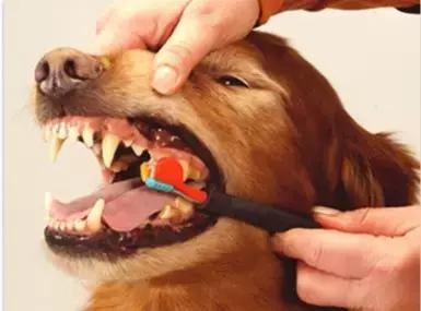 宠物店加盟-狗狗口腔疾病的预防与治疗