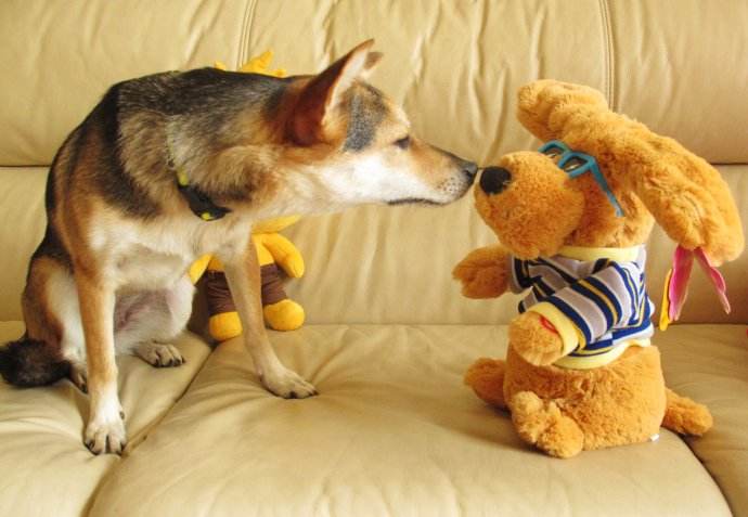 宠物与生活-如何提升狗狗对玩具的热度|狗玩具