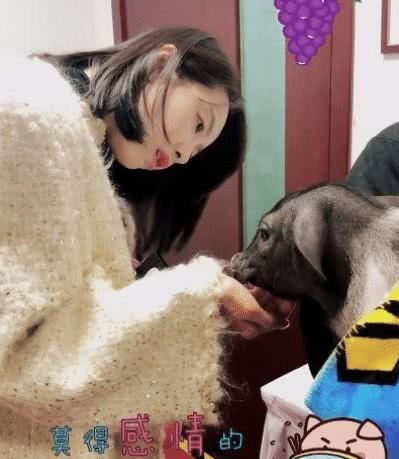 宋茜的宠物猪又长大了?当初可以抱在怀里,现在却只能放在地上遛