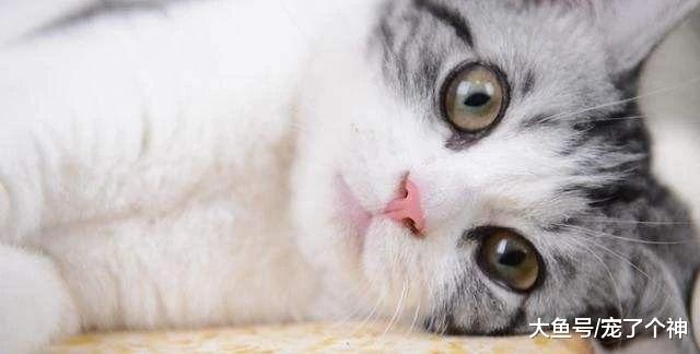 宠物交流平台-母猫发情了，真的可以用棉签帮它捅？你还真信了？
