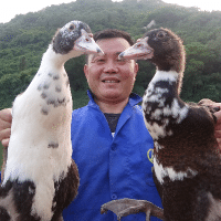 老林赶野