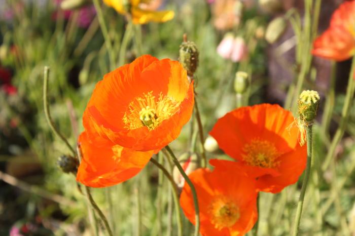 父亲抱摔幼儿罪无可赦,拍摄视频的母亲又该当何罪