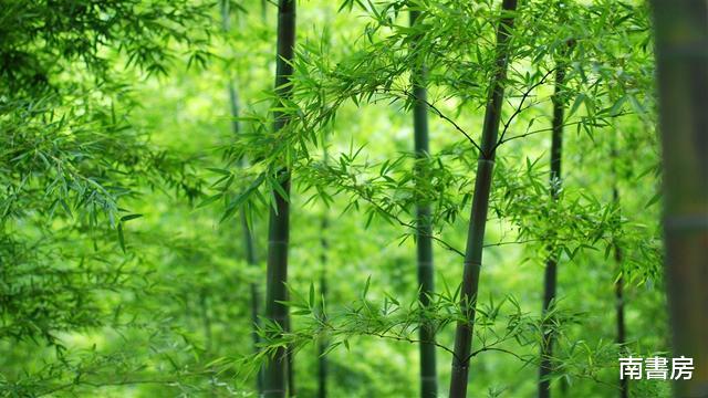 为什么老辈人讲究“门前少栽竹,房后少种树”?-为什么