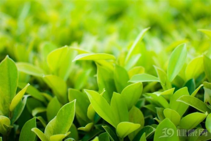 马齿苋被称为“长寿草”，它有哪些功效？能帮你解决3个麻烦