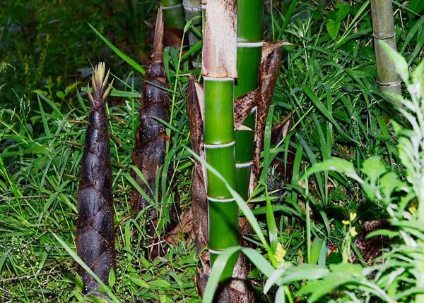 竹子的价值和用途有哪些？