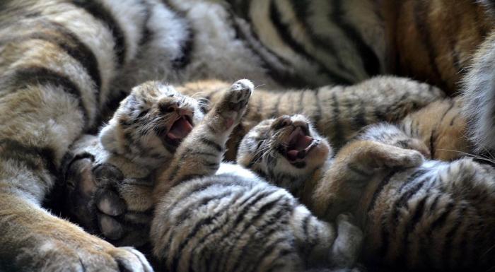 父亲抱摔幼儿罪无可赦,拍摄视频的母亲又该当何罪