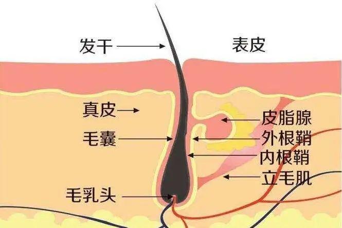 掉头发就是脱发？来看看你就知道了！