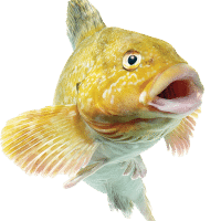 ƮƮ