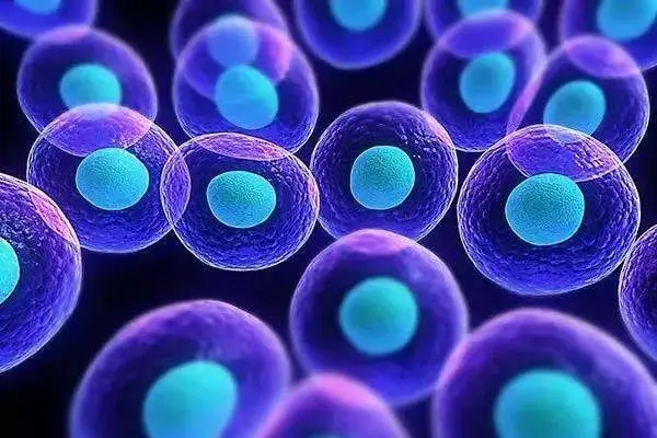 关于干细胞，你了解多少？