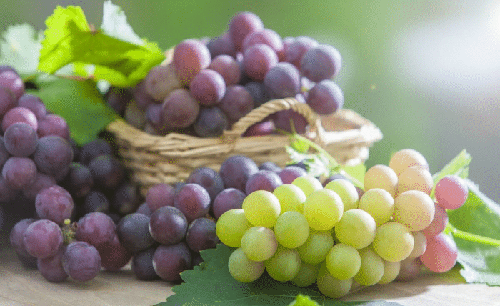 八月让孩子多吃葡萄，最大的好处就是能提升孩子免疫力和食欲