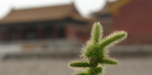 农村常见的狗尾草,常用来煮水喝,三个好处不请自来,别再浪费了 农村常见的狗尾草,常用来煮水喝,三个好处不请自来,别再浪费了