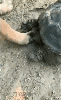 gif 这么好看的妹子,身材这么好的妹子也不知道以后会便宜哪个狗东西