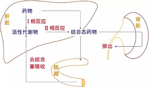吃药到底是伤肝还是伤肾? 吃药到底是伤肝还是伤肾?