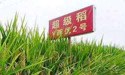 超级稻减产绝收，怪袁隆平吗？