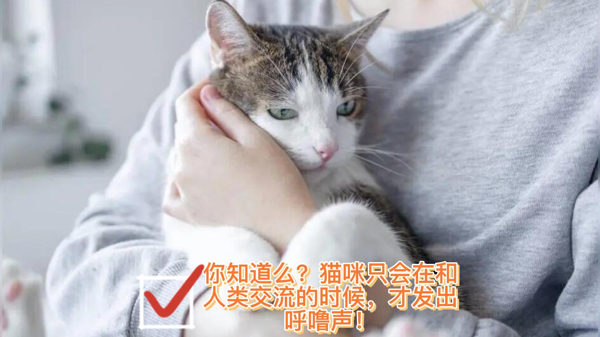 你知道么？猫咪只会在和人类交流的时候，才发出呼噜声！#每天冷知识