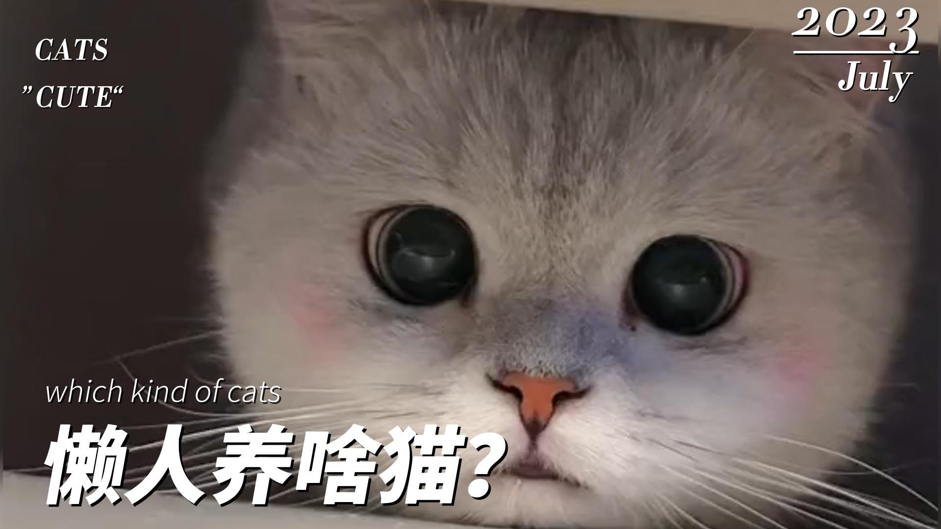 懒人也想养猫？看看下面这12种猫咪吧，总有一款适合你#猫咪 #宠物日常vlog #萌宠