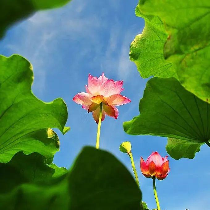 新疆维吾尔自治区|小暑纵情山水间，寻夏日清凉处