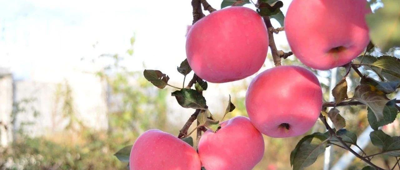 栖霞快报 今年全国冷库到底存了多少苹果？请看调查数据！