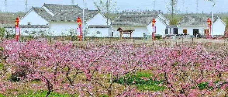 浙江省|清明假期云踏青，人间最美四月天，春风十里在焦村
