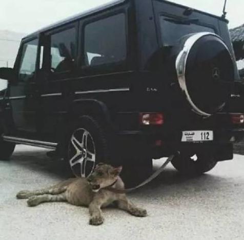 土豪们,去过迪拜你才知道其实自己有多穷··