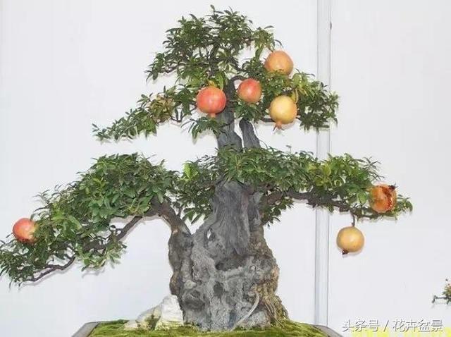 花木修剪技术,花木修剪的基本方法教程