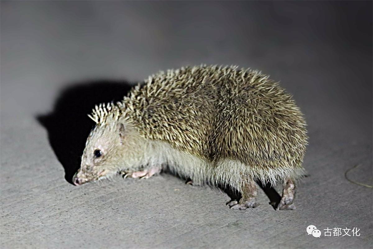 动物餐厅刺猬怎么解锁__动物餐厅摊主刺猬早餐怎么获得