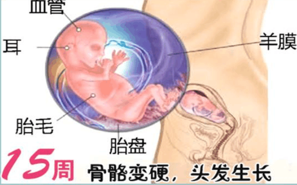 怀孕第4个月开始胎儿有哪些变化?