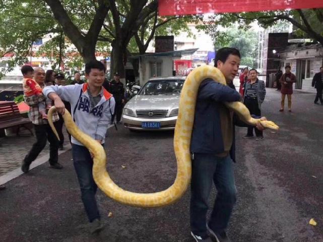 活久见! 有人给动物园送来一条长达四米的金色蟒蛇