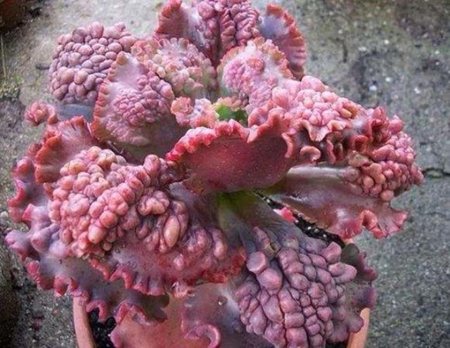 恶心不到你倒找钱! 这些多肉植物都生病"