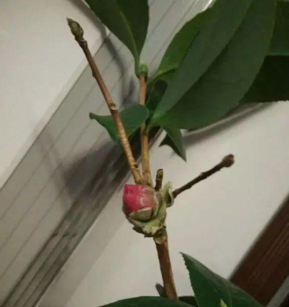 蟹爪兰茶花迟迟不开, 多半是你做错了这个!