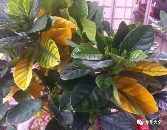 给花来点它, 叶子又绿又大, 虫子死光光盆都要炸开了