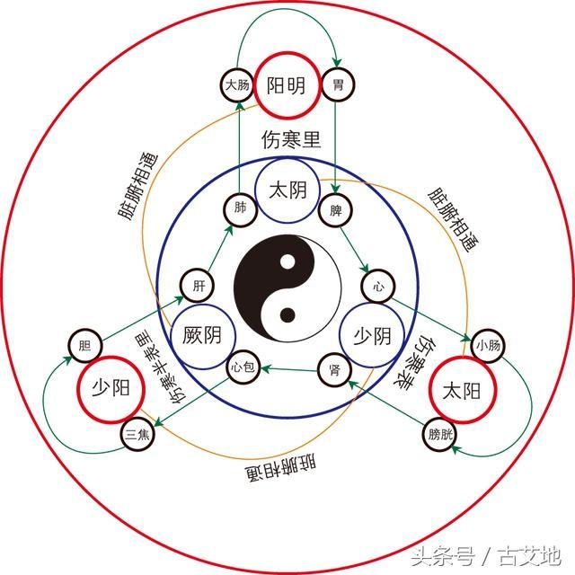 奇经八脉(奇经) 督脉,任脉,冲脉,带脉,阴维脉,阳维脉,阴跷脉,阳跷脉